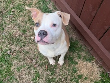 American Pit Bull Terrier – pitbull – Atlanta