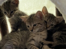 playful and sweet seeking a family to love. (mixed breed family) – Endicott