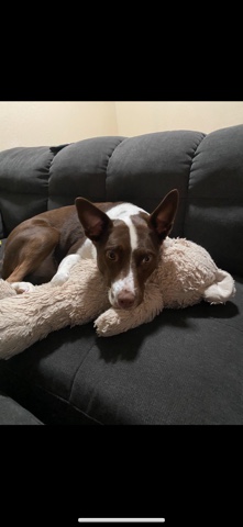 Australian Shepherd – Molly