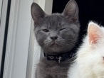Russian Blue – Russisch blau Kater – Bad Saulgau