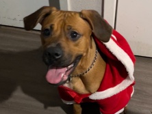 Rhodesian Ridgeback – Rehoming Laila! – Houston