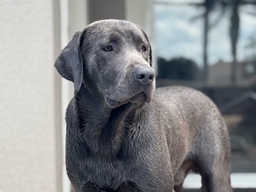 Labrador Retriever – AKC Labrador Retriever – Auburndale