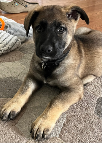 German Shepherd – German shepherd puppy