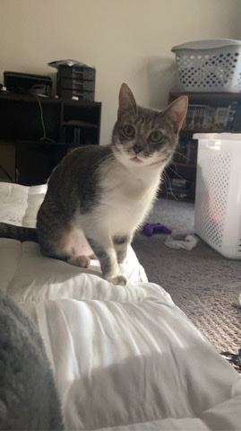 American Shorthair – Forever home for Mayonnaise