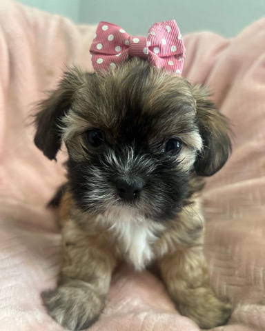 Poodle – Shihpoo Puppy