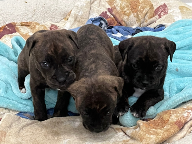Rottweiler – Rottweiler mix pitt puppies