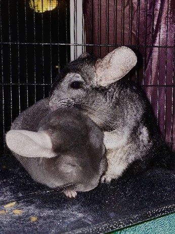 Standard Chinchilla – 2 male Long tailed Chinchillas