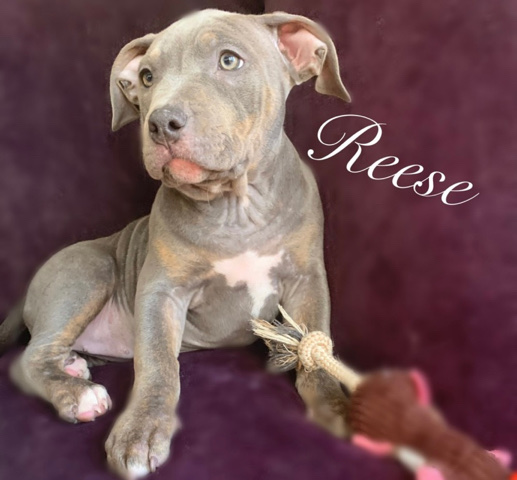 American Pit Bull Terrier – American bully beauties
