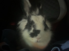 American – rabbit