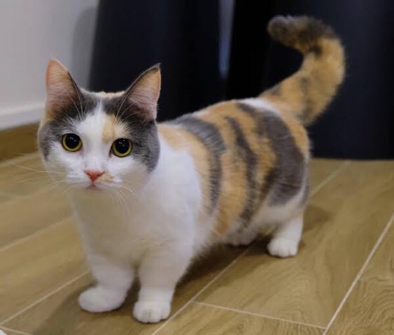 American Curl – cat