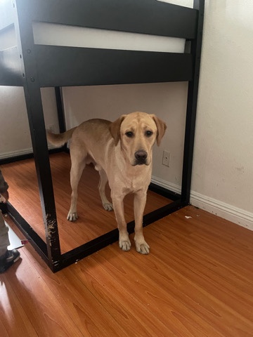 Labrador Retriever – 1 year old Labrador