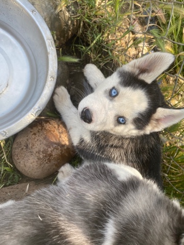 Siberian Husky – Siberian Husky puppies