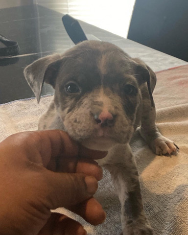 American Pit Bull Terrier – Puppies for sales Merle’s/ Solid color bully’s