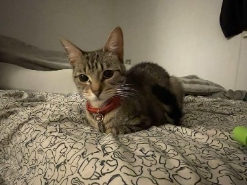 FREE CAT – Phoenix