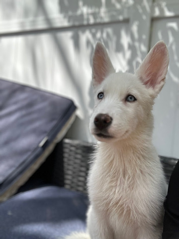 Siberian Husky – Siberian husky for sale
