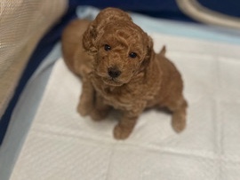 Poodle – Toy/Mini Poodle Puppies – New York