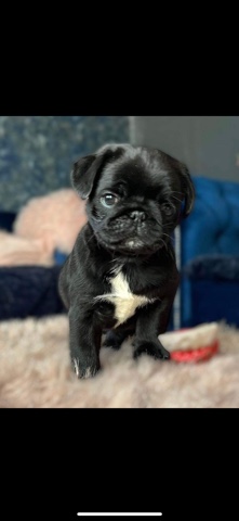 Pug – 4 pug puppies