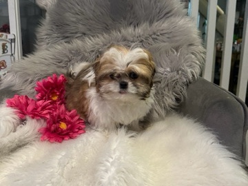 Shih Tzu – Missey Micro Mini – Middletown