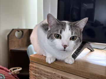 American Shorthair – American Shorthair Cat for Sale – Norfolk – Norfolk
