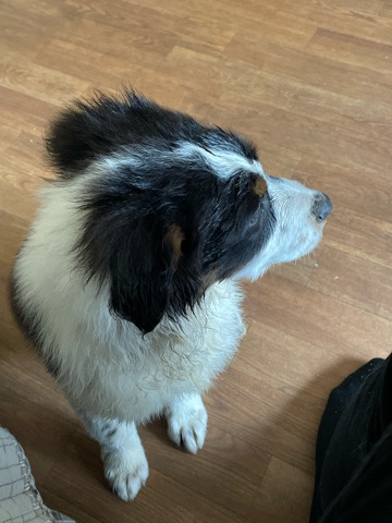 Australian shepherd for sale