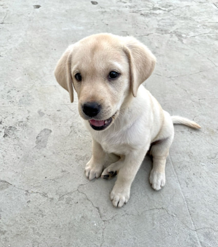 Labrador Retriever – Female Labrador available