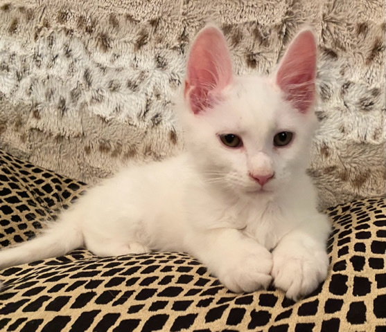 Maine Coon – Stunning Registered Pedigree Maine **** Kittens