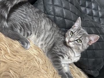 Brazilian Shorthair – Mein süße baby katze sucht neue zuhause – Schleswig