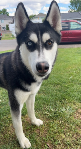 Siberian Husky – Rehome Stella
