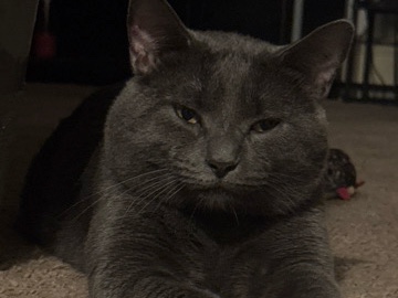 Sweet 3-Year-Old Cat Available for Adoption in Shelbyville – Shelbyville