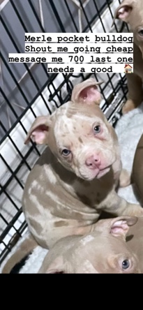 Bulldog – Merle boy pocket bulldog