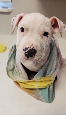 American Pit Bull Terrier – Puppy for Sale