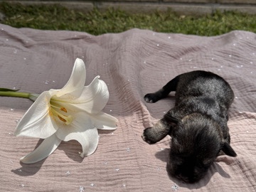 Miniature Schnauzer – miniature schnauzer puppies – Monrovia