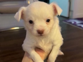 Chihuahua – Chihuahua puppies