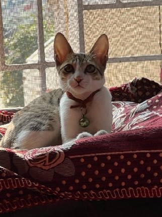American Shorthair – i don't have subscription so send me your number