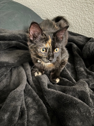 LaPerm – calico kitty