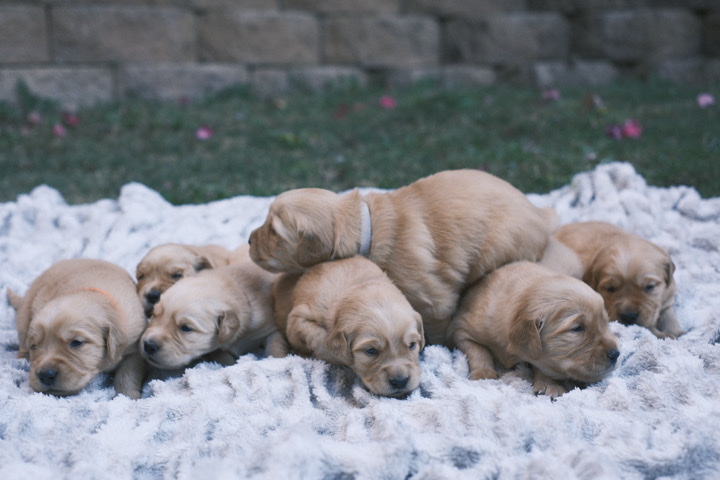 Golden Retriever – beautiful purebred Golden Retriever puppies ready for Christmas