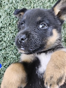 German Shepherd – German shepherd mix puppy