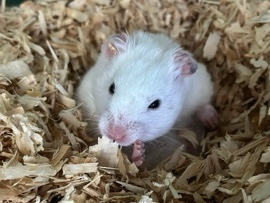Hamster – hamster – Vlaardingen