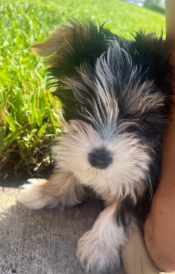 Yorkshire Terrier – TeaCup Yorkie