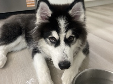 Siberian Husky – 5-month-old puppy looking for his forever home. – Ocala
