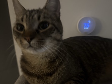 American Shorthair – TOJI – Atlanta