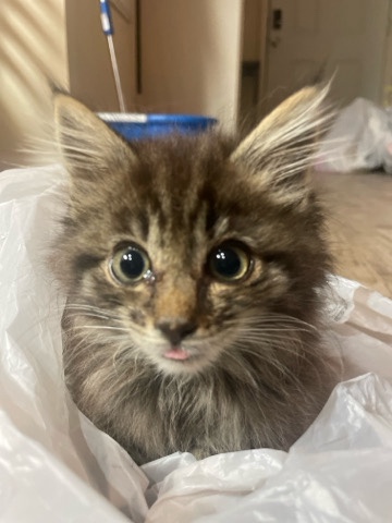 Maine Coon – Rehome kitty