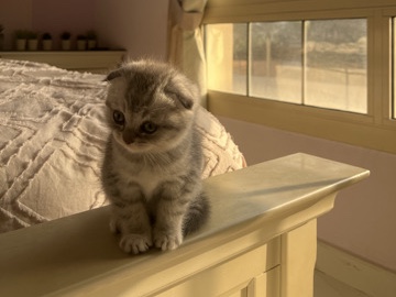 Scottish Fold - scottish fold available for adoption in Dubai