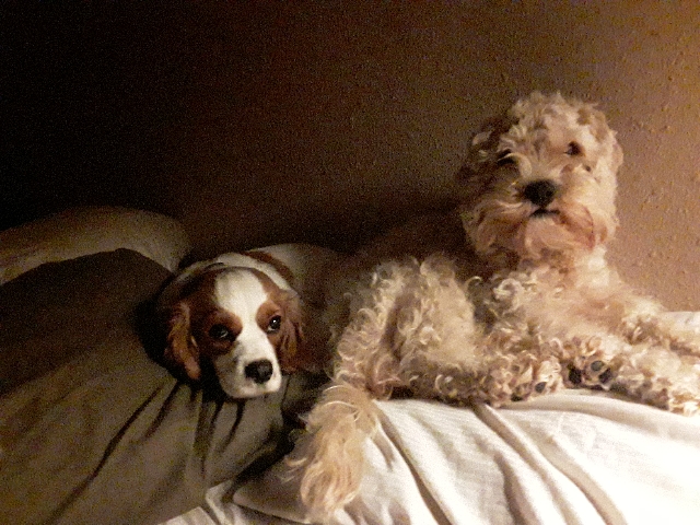 Poodle – cavapoo puppies