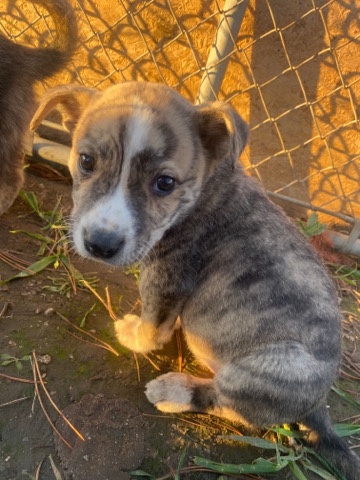 Australian Cattle Dog – puppies for rehoming