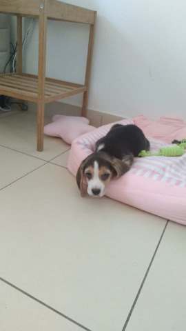 Beagle – Sweet Litchy is looking for a new home