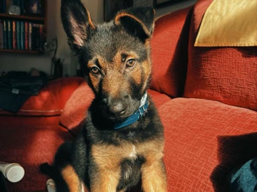 Norrbottenspets – ¡Buscamos hogar responsable para Kael! 🐾💛 – Torrejón de Ardoz