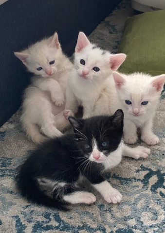 American Shorthair – free kittens