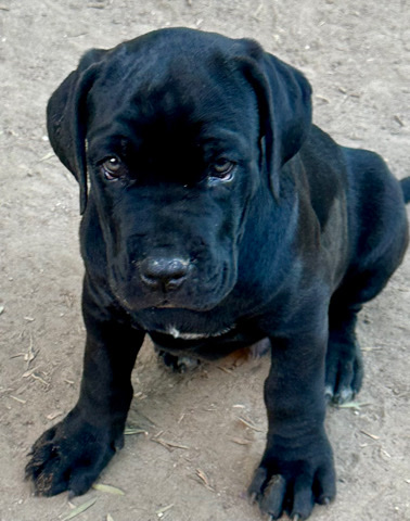 Cane Corso – Cane corso pups in need of a home.