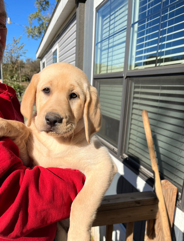 Labrador Retriever – AKC Lab Pup